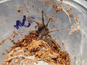 인디언 바이올렛 4cm+- 아성체 / Chilobrachys fimbriatus
