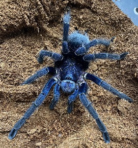 블루아줄 스파이더링 / Phormictopus sp. &quot;Blue Azul&quot;