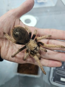 데저트 블론디 12cm++ 성체 초기 암컷 / Aphonopelma chalcodes (Arizona)